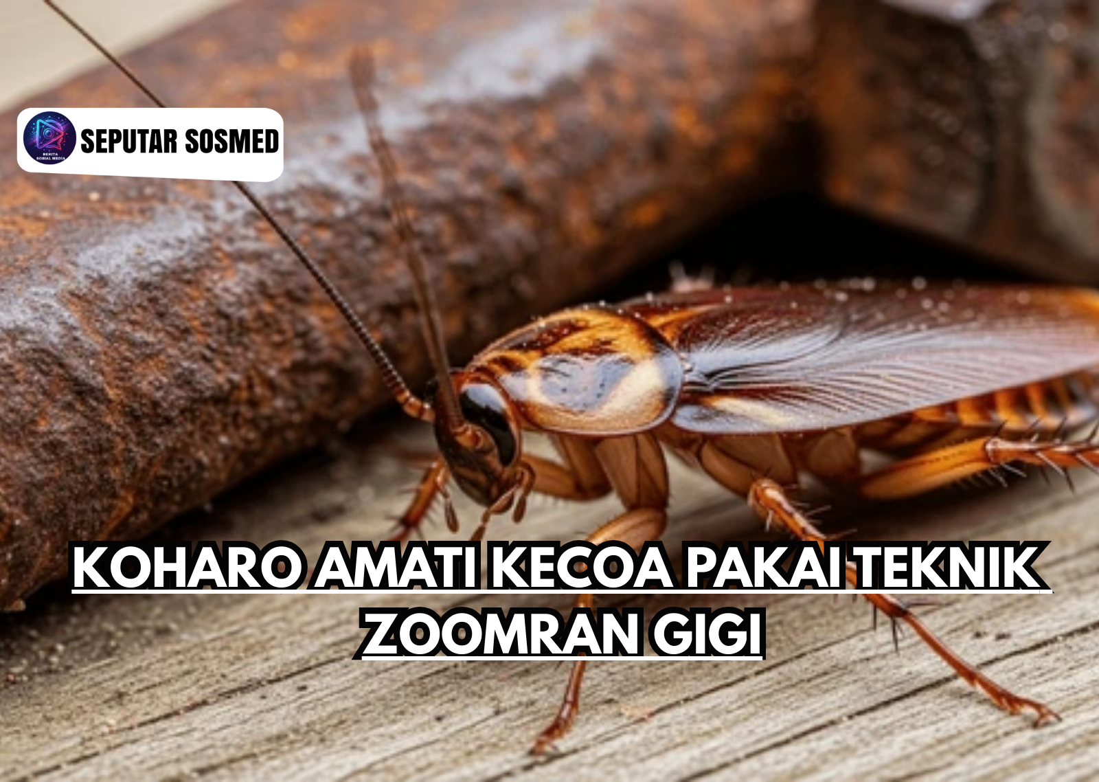Koharo Mengamati Kecoa Pakai Teknik Zoom